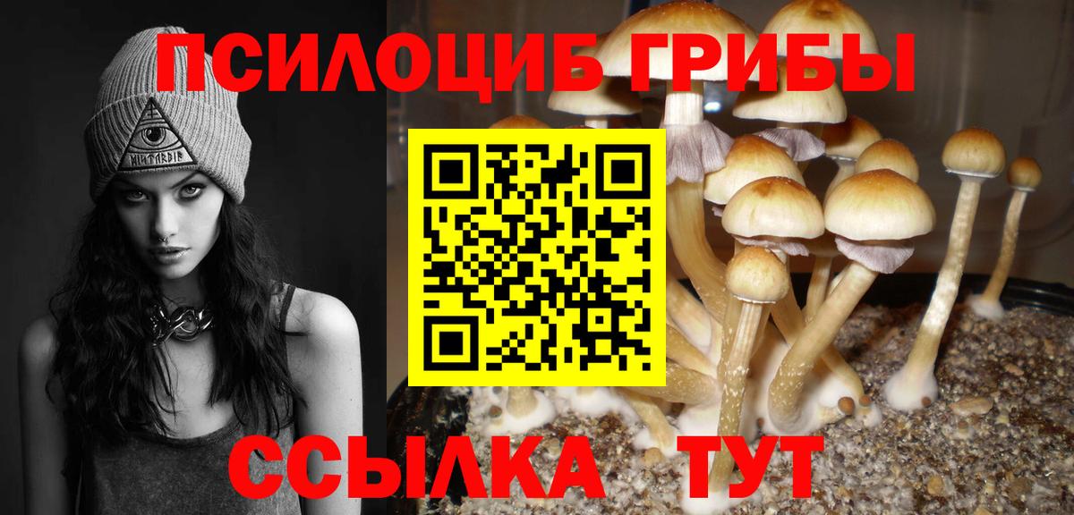 Железногорск  Галлюциногенные грибы Psilocybe  Вход с VPN 